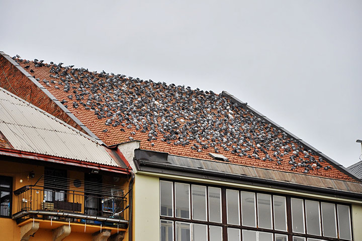 A2B Pest Control are able to install spikes to deter birds from roofs in North Wembley. 