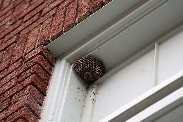 We provide a wasp nest removal service for domestic and commercial properties in North Wembley.